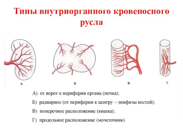 Типы внутриорганного кровеносного русла