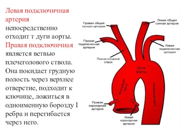 Левая подключичная артерия непосредственно отходит т дуги аорты. Правая подключичная является