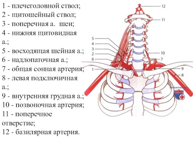 1 - плечеголовной ствол; 2 - щитошейный ствол; 3 - поперечная