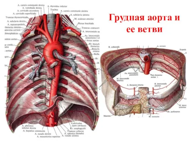 Грудная аорта и ее ветви