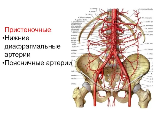Пристеночные: Нижние диафрагмальные артерии Поясничные артерии