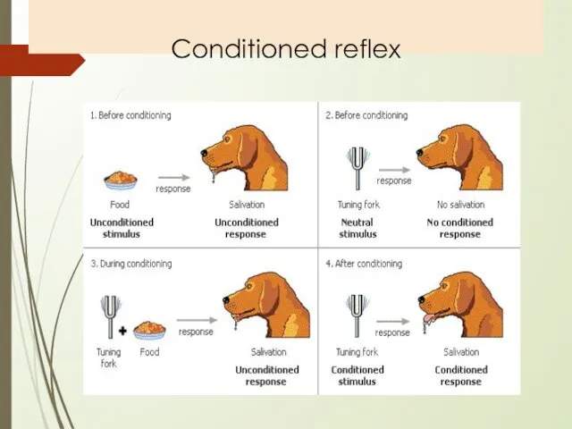 Conditioned reflex