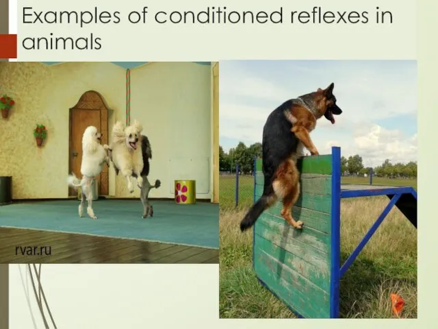 Examples of conditioned reflexes in animals