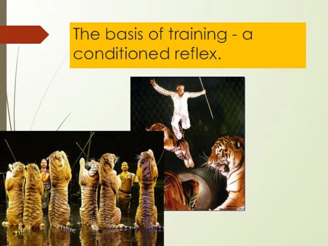 The basis of training - a conditioned reflex.