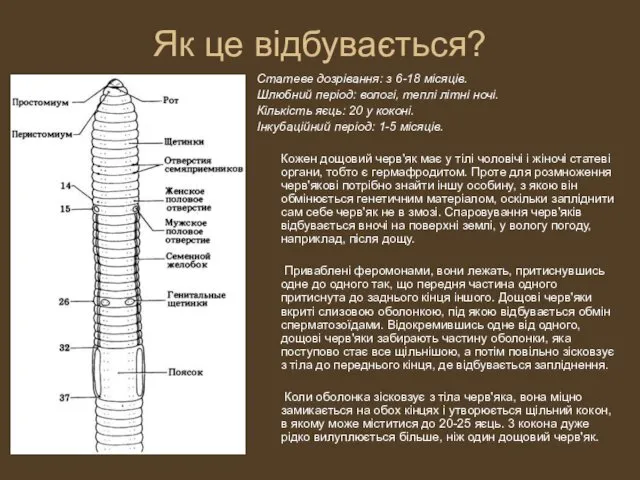 Як це відбувається? Статеве дозрівання: з 6-18 місяців. Шлюбний період: вологі,