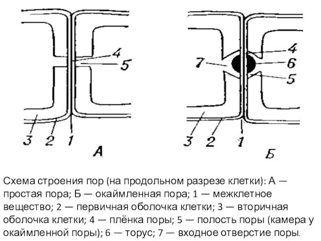 Схема строения пор (на продольном разрезе клетки): А — простая пора;