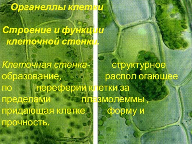 Органеллы клетки Строение и функции клеточной стенки. Клеточная стенка- структурное образование,