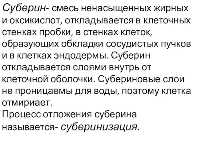 Суберин- смесь ненасыщенных жирных и оксикислот, откладывается в клеточных стенках пробки,