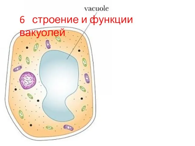 6 строение и функции вакуолей