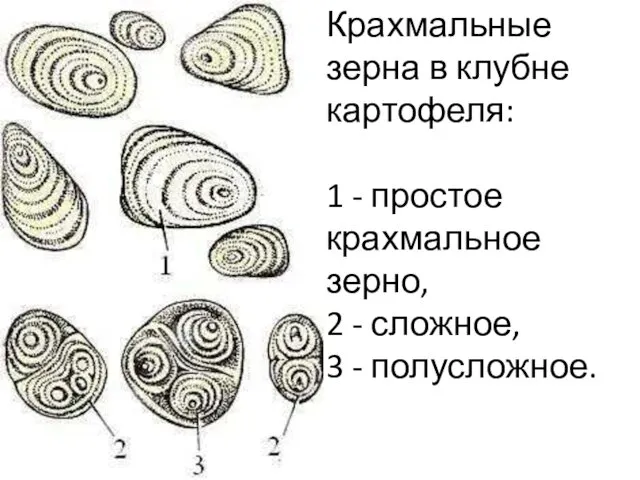 Крахмальные зерна в клубне картофеля: 1 - простое крахмальное зерно, 2 - сложное, 3 - полусложное.