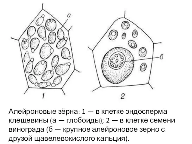 Алейроновые зёрна: 1 — в клетке эндосперма клещевины (а — глобоиды);