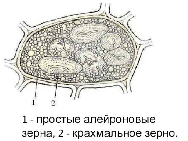 1 - простые алейроновые зерна, 2 - крахмальное зерно.