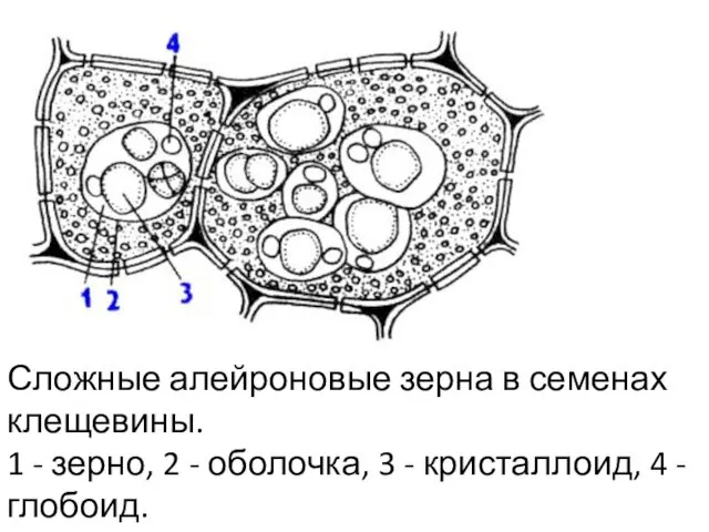 Сложные алейроновые зерна в семенах клещевины. 1 - зерно, 2 -