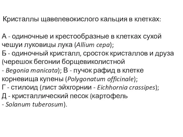 Кристаллы щавелевокислого кальция в клетках: А - одиночные и крестообразные в