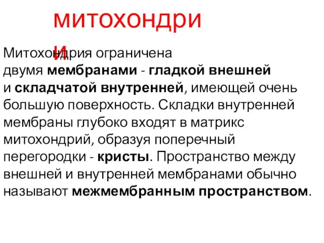 митохондрии Митохондрия ограничена двумя мембранами - гладкой внешней и складчатой внутренней,