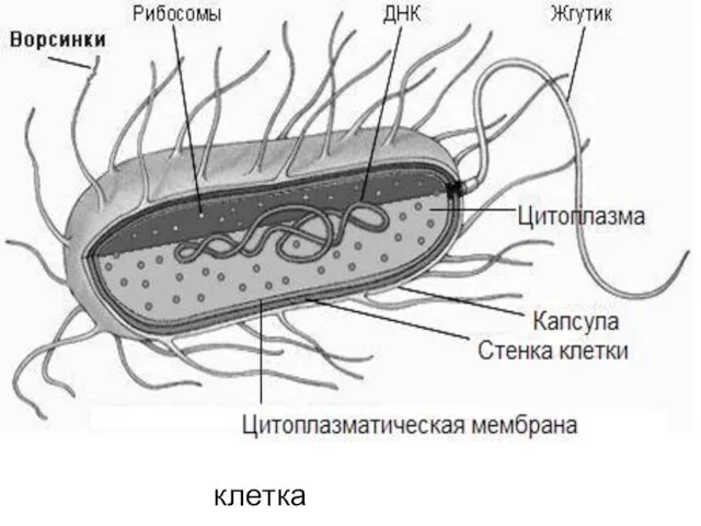 кклктлк клетка прокариот