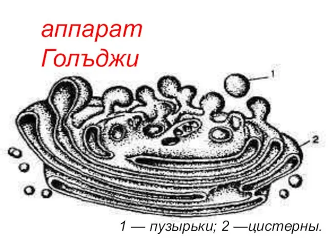 1 — пузырьки; 2 —цистерны. аппарат Голъджи