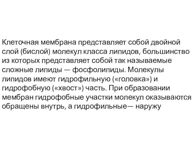 Клеточная мембрана представляет собой двойной слой (бислой) молекул класса липидов, большинство