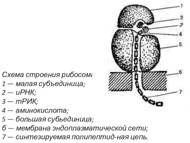 Схема строения рибосомы: 1 — малая субъединица; 2 — иРНК; 3