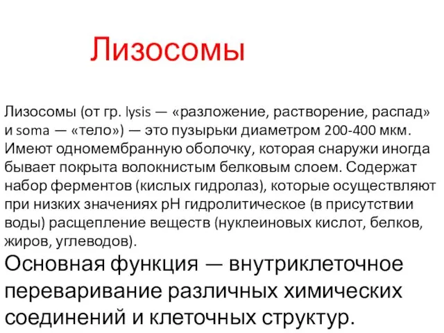 Основная функция — внутриклеточное переваривание различных химических соединений и клеточных структур.