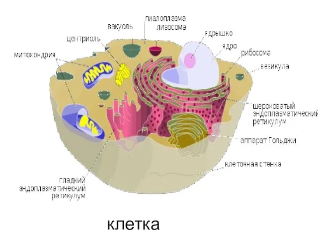 клетка эукариот