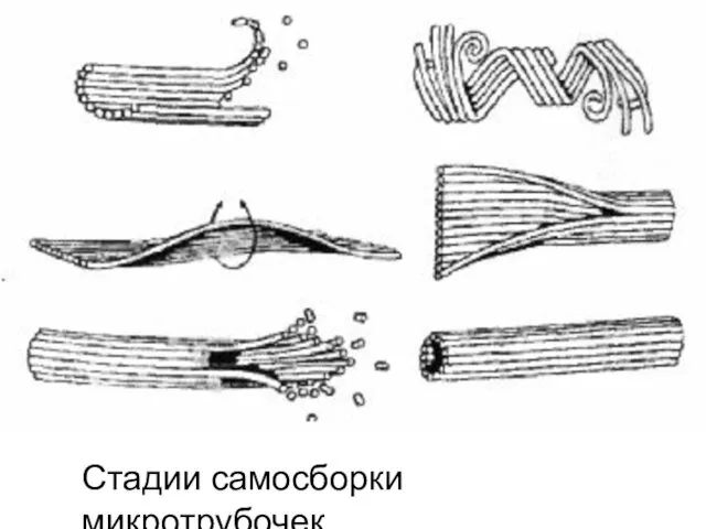 Стадии самосборки микротрубочек