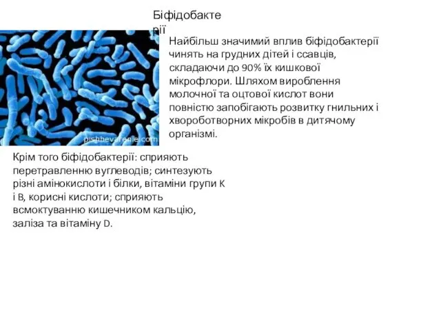 Біфідобактерії Найбільш значимий вплив біфідобактерії чинять на грудних дітей і ссавців,