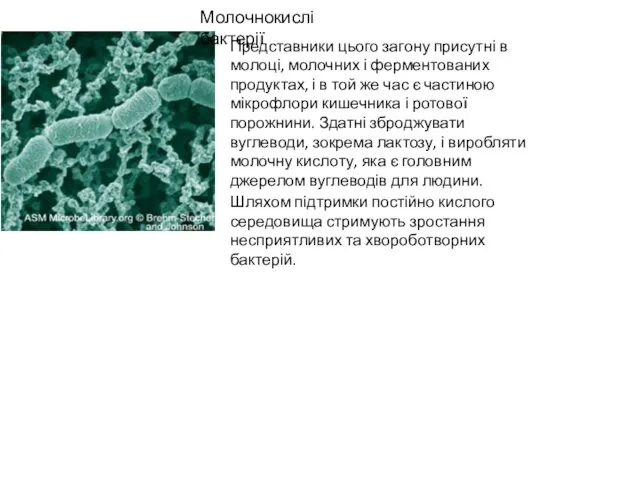 Молочнокислі бактерії Представники цього загону присутні в молоці, молочних і ферментованих