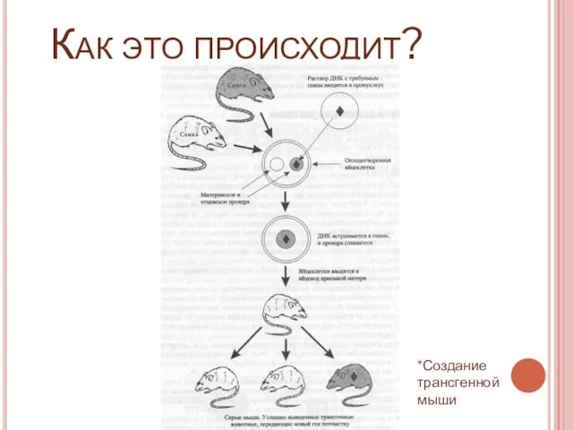 Как это происходит? *Создание трансгенной мыши