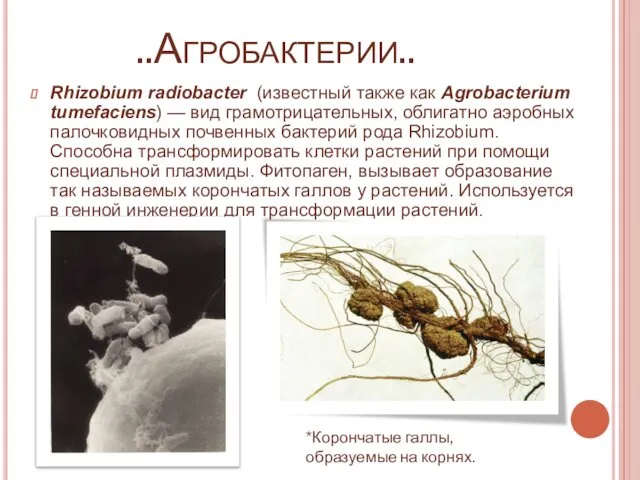 ..Агробактерии.. Rhizobium radiobacter (известный также как Agrobacterium tumefaciens) — вид грамотрицательных,