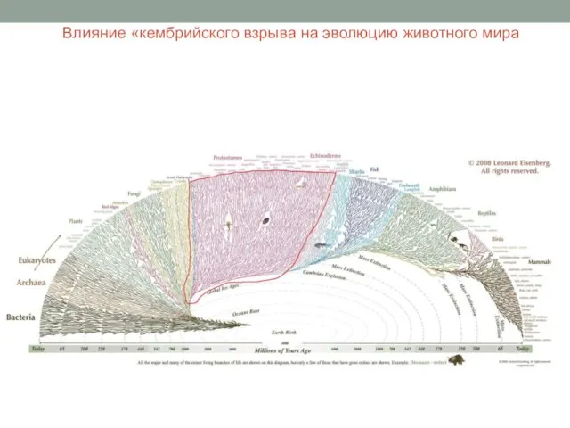 Влияние «кембрийского взрыва на эволюцию животного мира
