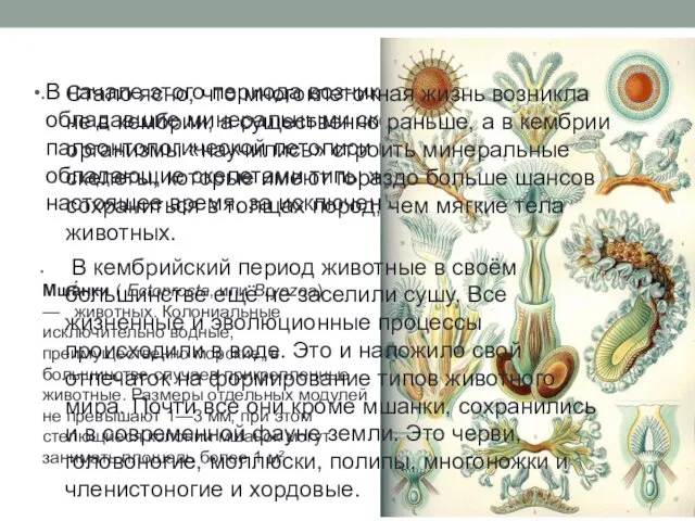 В начале этого периода возникли организмы, обладавшие минеральными скелетами. В палеонтологической