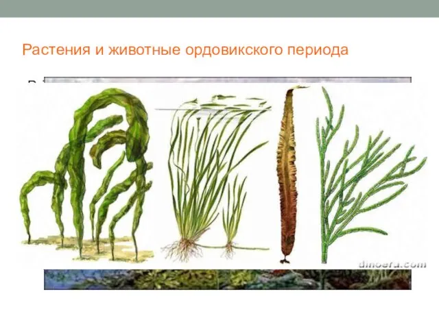 Растения и животные ордовикского периода В ордовикский период фактически не изменились