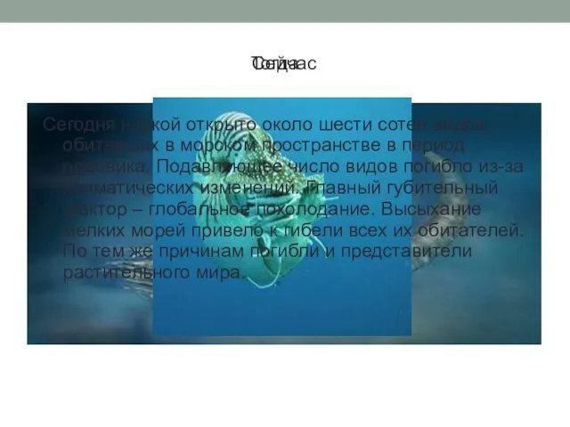 Активная жизнедеятельность начинается у брюхоногих и пластинчатожаберных – количество их представителей