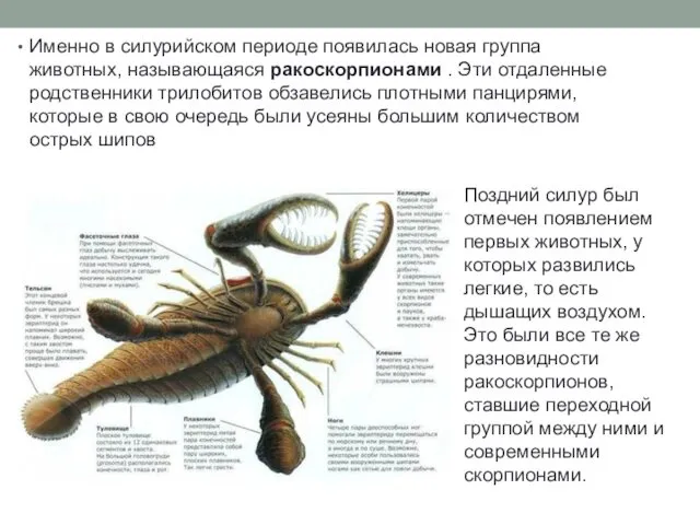 Именно в силурийском периоде появилась новая группа животных, называющаяся ракоскорпионами .