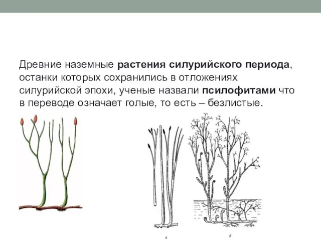 Древние наземные растения силурийского периода, останки которых сохранились в отложениях силурийской