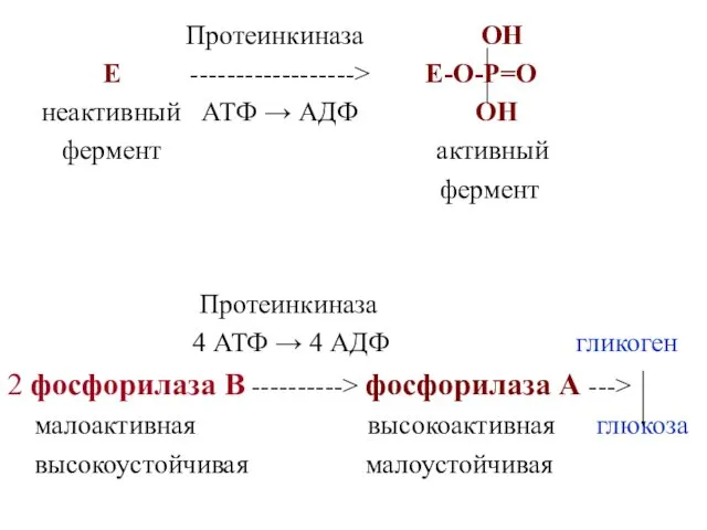 Протеинкиназа ОН Е ------------------> Е-О-Р=О неактивный АТФ → АДФ ОН фермент