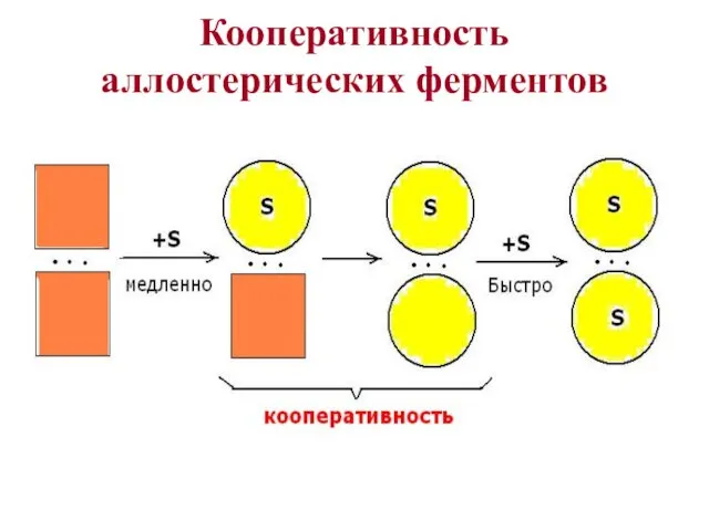 Кооперативность аллостерических ферментов