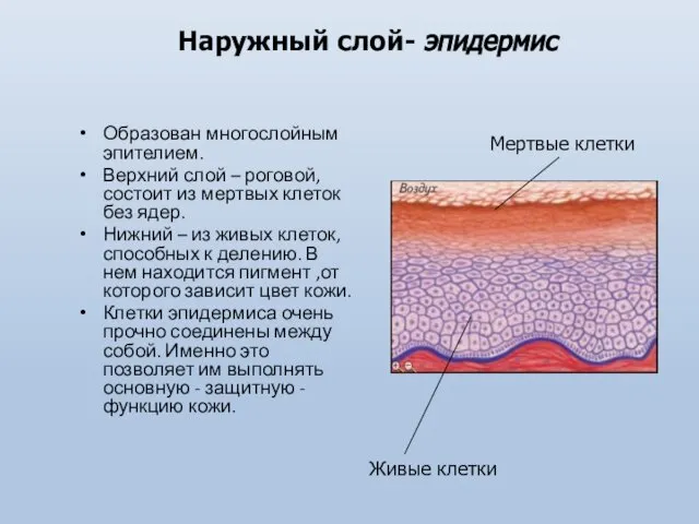 Наружный слой- эпидермис Образован многослойным эпителием. Верхний слой – роговой, состоит