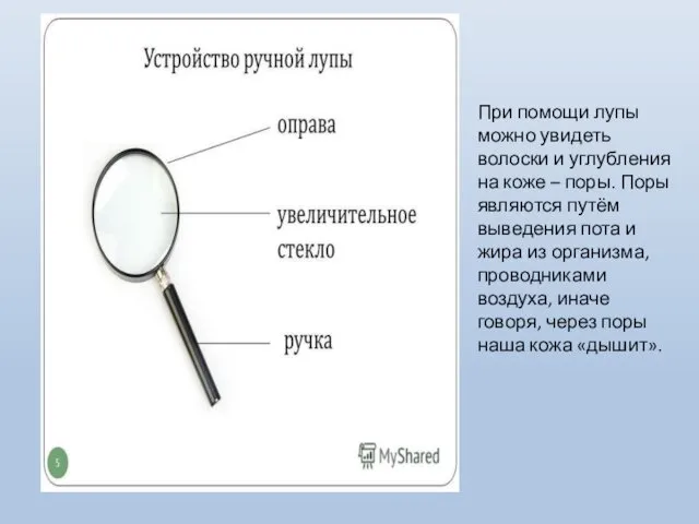 При помощи лупы можно увидеть волоски и углубления на коже –