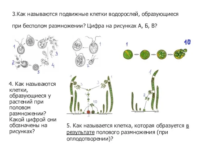 3.Как называются подвижные клетки водорослей, образующиеся при бесполом размножении? Цифра на