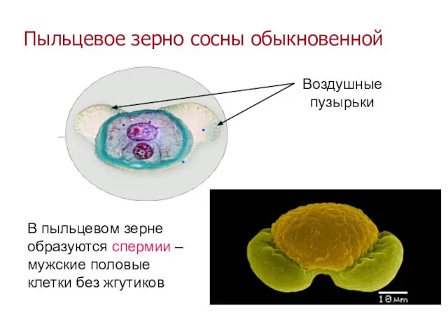 Пыльцевое зерно сосны обыкновенной Воздушные пузырьки В пыльцевом зерне образуются спермии