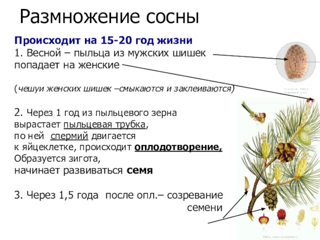 Размножение сосны Происходит на 15-20 год жизни 1. Весной – пыльца