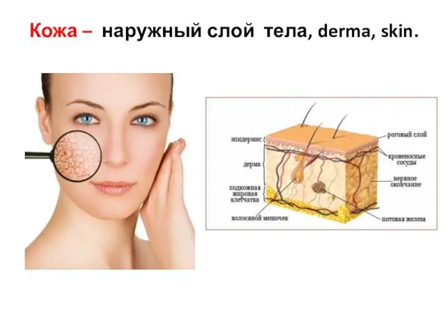 Кожа – наружный слой тела, derma, skin.