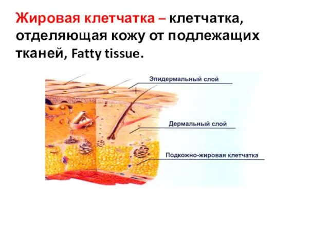 Жировая клетчатка – клетчатка, отделяющая кожу от подлежащих тканей, Fatty tissue.