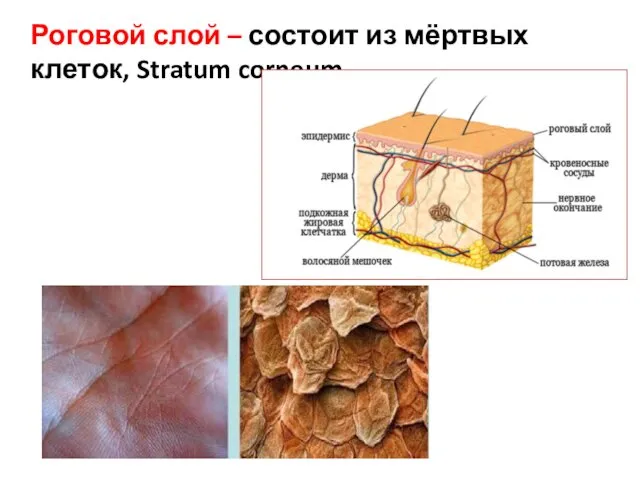 Роговой слой – состоит из мёртвых клеток, Stratum corneum.