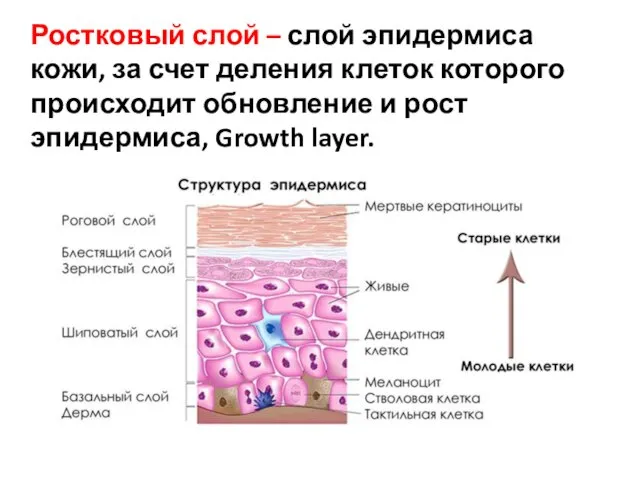 Ростковый слой – слой эпидермиса кожи, за счет деления клеток которого