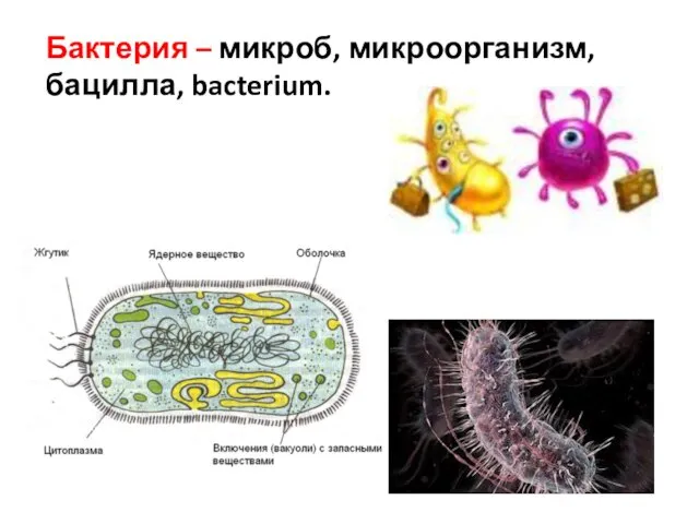 Бактерия – микроб, микроорганизм, бацилла, bacterium.