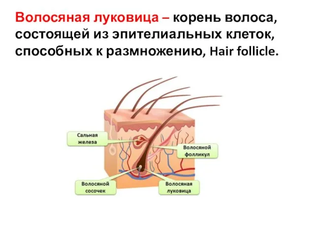 Волосяная луковица – корень волоса, состоящей из эпителиальных клеток, способных к размножению, Hair follicle.
