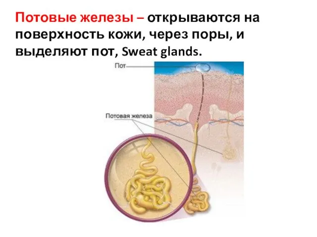 Потовые железы – открываются на поверхность кожи, через поры, и выделяют пот, Sweat glands.